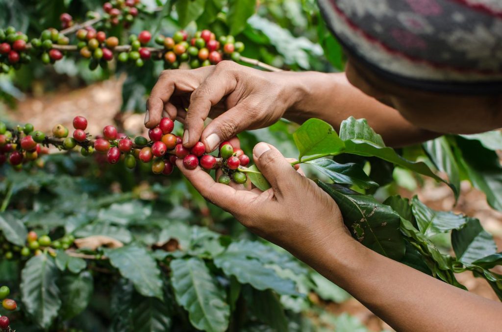 tamar date seed coffee low caffeine