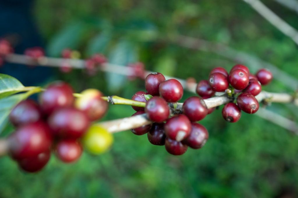Finca Churupampa Peruvian Coffee Tamar dates