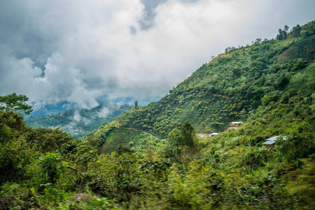 organic peruvian coffee tamar dates