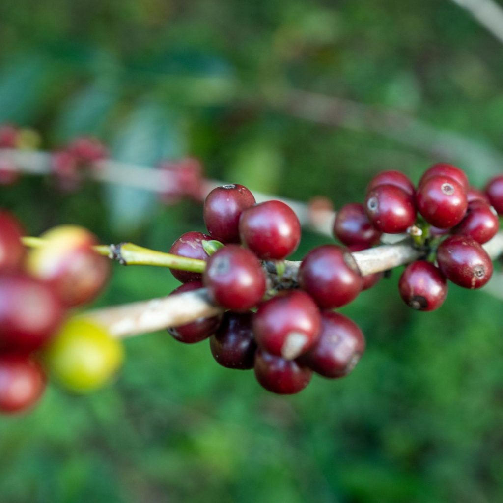tamar date coffee mold mycotoxin free lab tested