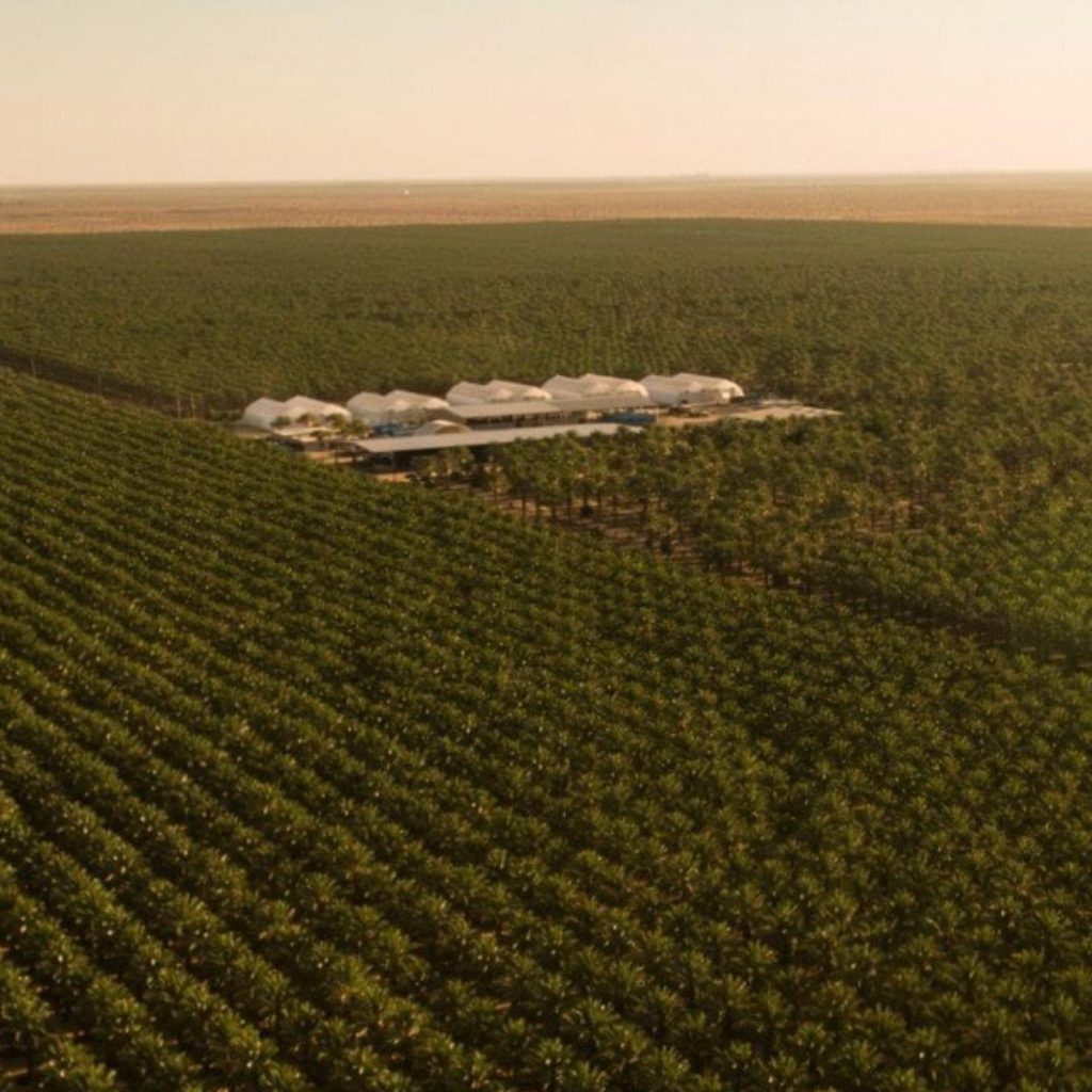 tamar date coffee third party lab tested mold free dates farm